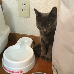 「新しい猫ちゃん！」サムネイル1