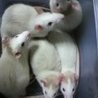 【有難うございました!】生後2カ月前後のラットの仔 サムネイル4