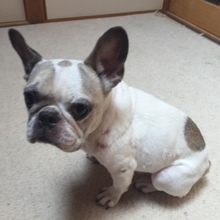 フレンチブルドッグ ハニーパイドの♂ 6歳