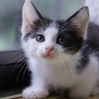 H27-6　生後１ヶ月半くらいの黒白ちゃん♂