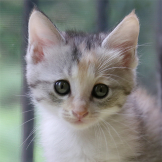 H27-7生後１ヶ月半パステルカラーの縞三毛ちゃん