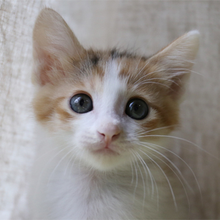 H27-8　生後１ヶ月半くらい／縞三毛ちゃん♀