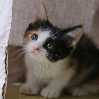 H27-9　生後１ヶ月半くらい／黒三毛ちゃん♀