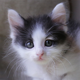 H27-10生後１ヶ月半／ふわふわ黒三毛ちゃん