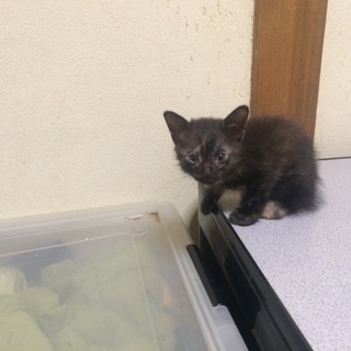 可愛いサビの女の子