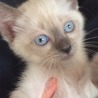 おとなしいシャムMIXちゃん サムネイル3