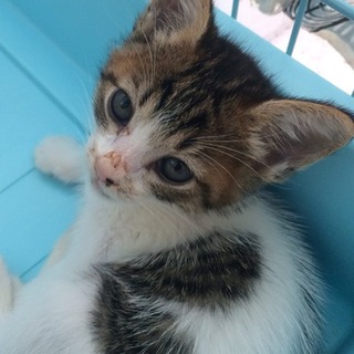 お腹にハート模様❤︎