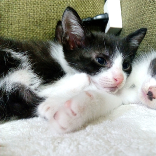 生後３ヶ月の短いかぎしっぽのオスの子猫です