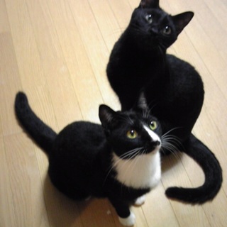 【ありがとうございました】スキンシップ大好き 兄妹