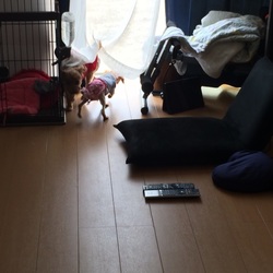 「里親になって4日目！」サムネイル3