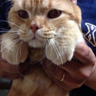 スコティッシュ立ち耳♂1歳※9/6新規応募受付終了