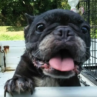 【決定】フレブル・ブリンドルの女の子☆