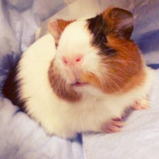 ★イングリッシュモル★