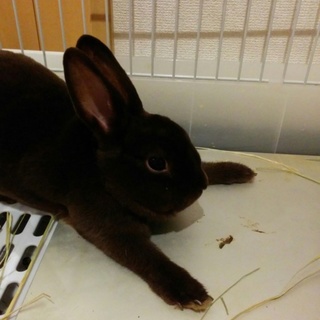 ミニレッキス(ダークブラウン)