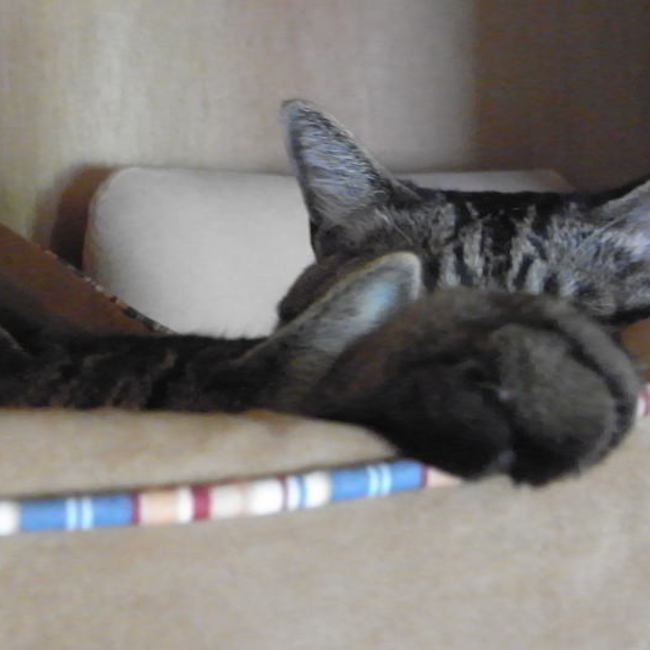 杉並・動物との共生ネットワークのカバー写真