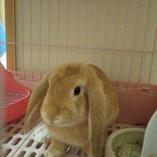 ロップイヤー(ベージュ)