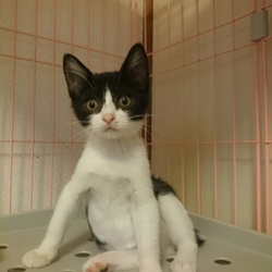 猫ちゃんの里親譲渡会ＩＮ高井戸・杉並