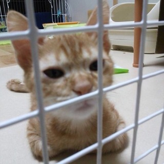 きなこ・おっとり不思議【金時・大福・よもぎと兄弟】