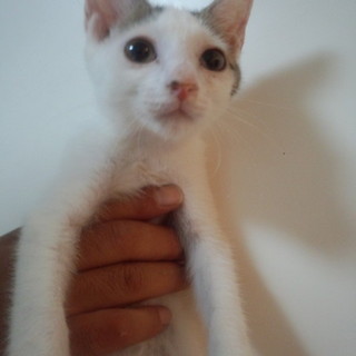 末っ子気質で愛らしい♪お目目の大きな男の子☆