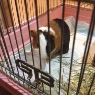 保護モルモット