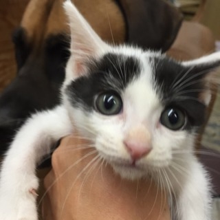 かわいい生後約1ケ月半子猫　女の子