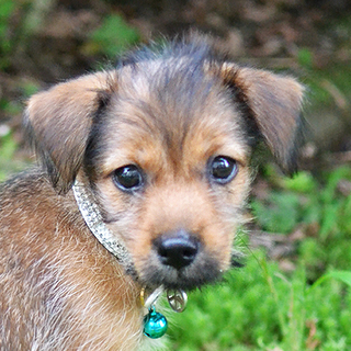 大分：子犬、ドドンパ！