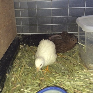 ヒメウズラ ペアの里親さん募集いたします