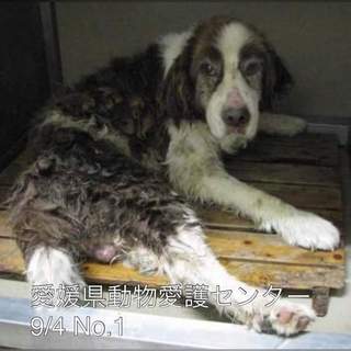 愛媛県動物愛護センターに保護されています！