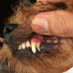 「乳歯が..」サムネイル1