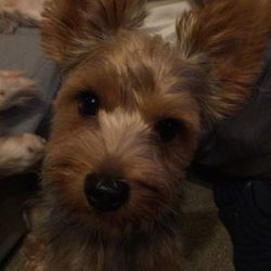 「乳歯が..」サムネイル2