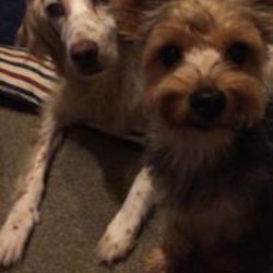 「乳歯が..」サムネイル3