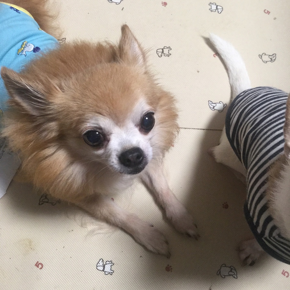 chibiのカバー写真