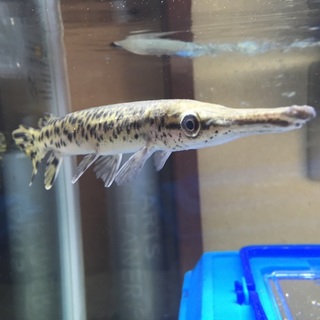 ガー可愛がって下さい