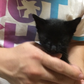 グレー系の虎柄