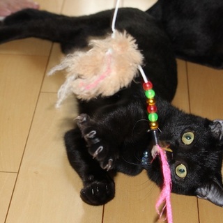 黒猫の里親さま募集　名古屋から