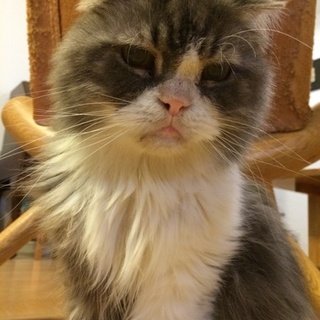 チンチラ&スコティッシュホールドのMIX？