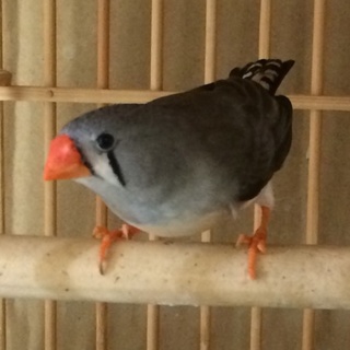 キンカチョウメス 二月生まれ 若鳥 二羽