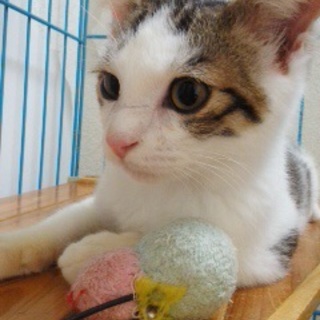 生後4ヶ月のオス！お迎えください！