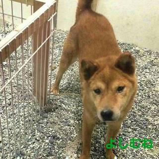 この子を家族に迎えて下さい！