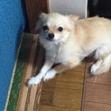 チワワの貰ってくれるひとを探してます