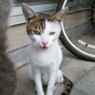 家族になってくださる方探してます！！