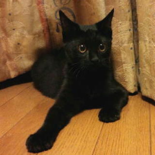 可愛い黒猫ちゃん三姉妹です♪