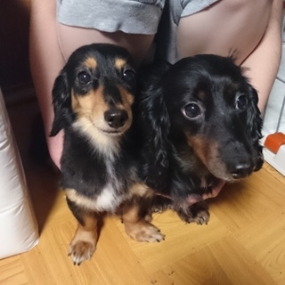 2歳と3歳の元気な女の子です。