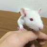 ラットまま さん