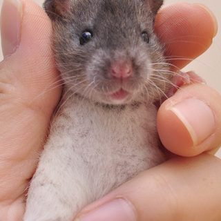 ファンシーラットベビー・♂ (募集一時停止)