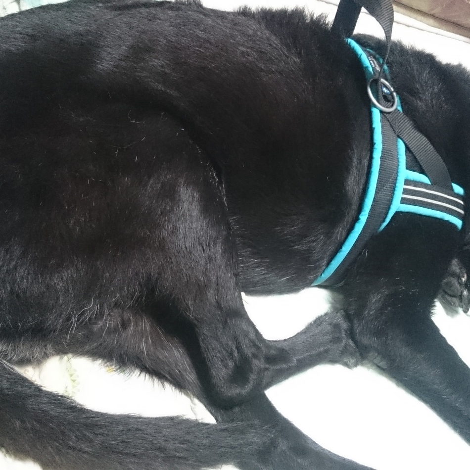 りき丸のカバー写真