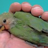コザクラインコ雛里親さん募集 サムネイル2