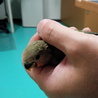 コザクラインコ雛里親さん募集 サムネイル3