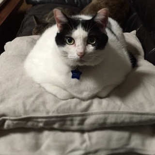 へそ天猫のちゅるりらさん