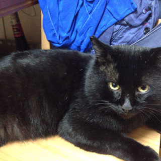 顔もからだも、めちゃくちゃ大きなクロネコでかお